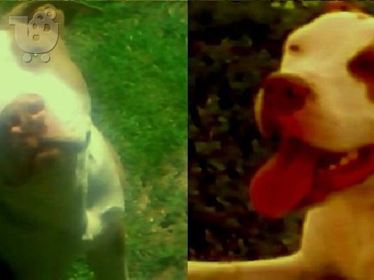 AMERICAN PIT BULL TERRIER